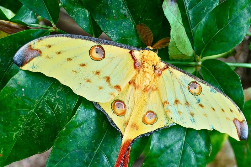 A pale yellow comet moth with long red tails resting on green leaves.